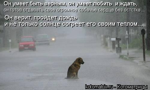 Он умеет быть верным, он умеет любить и ждать, он готов отдавать свое огромное собачье сердце без ос... Котоматрица: Он умеет быть верным, он умеет любить и ждать, он готов отдавать свое огромное собачье сердце без остстка.... Он верит, пройдет дождь и не тол