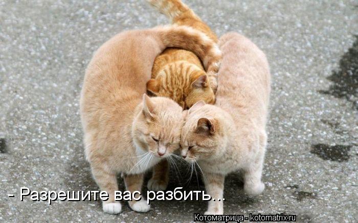 - Разрешите вас разбить...... Котоматрица: - Разрешите вас разбить...