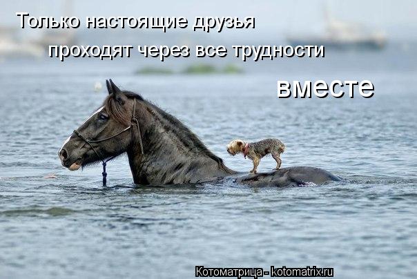 Только настоящие друзья проходят через все трудности вместе... Котоматрица: Только настоящие друзья проходят через все трудности вместе