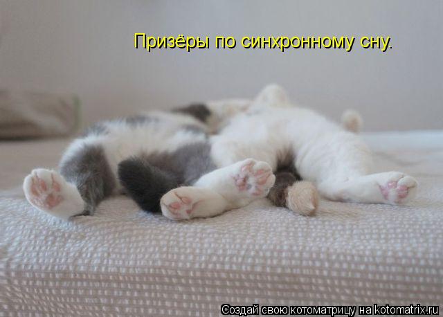 Призёры по синхронному сну.... Котоматрица: Призёры по синхронному сну.