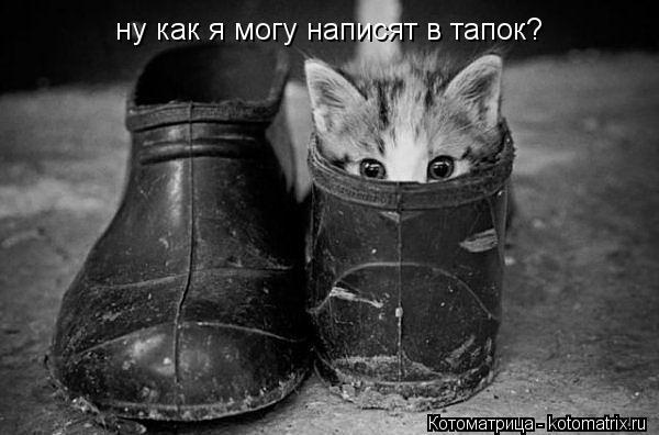 ну как я могу написят в ну как я могу написят в тапок?... Котоматрица: ну как я могу написят в ну как я могу написят в тапок?