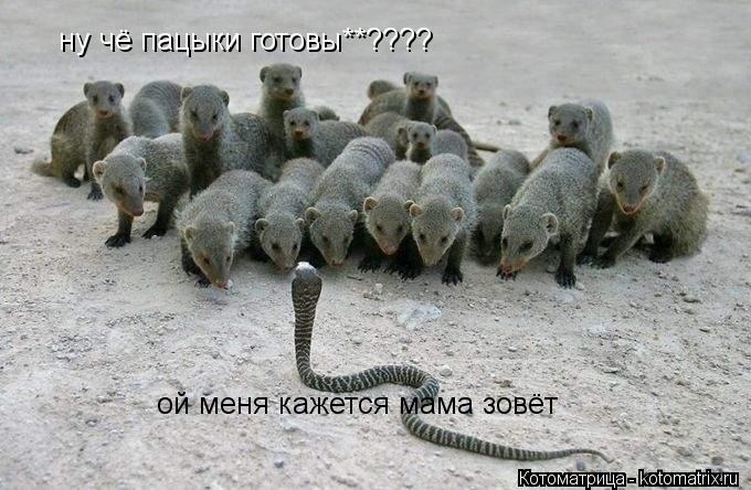 ну чё пацыки готовы**???? ой меня кажется мама зовёт... Котоматрица: ну чё пацыки готовы**???? ой меня кажется мама зовёт