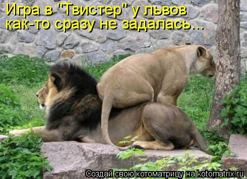 как-то сразу не задалась... Игра в "Твистер" у львов... Котоматрица: как-то сразу не задалась... Игра в "Твистер" у львов