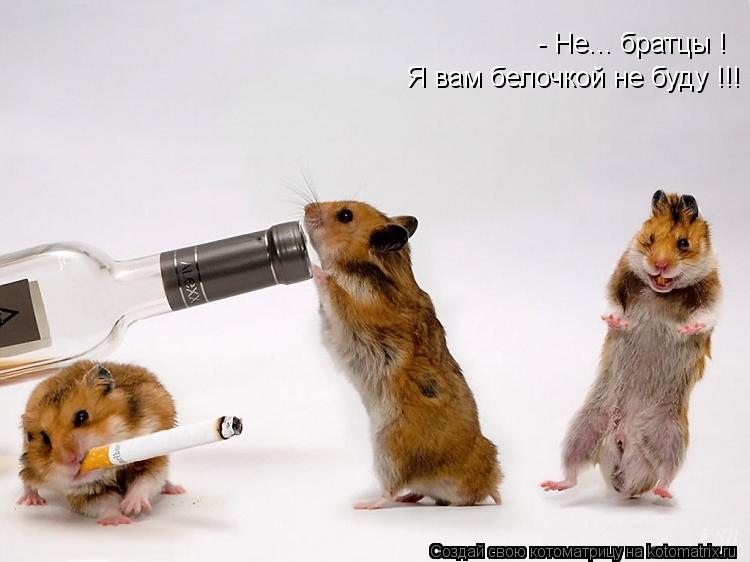 - Не... братцы ! Я вам белочкой не буду !!!... Котоматрица: - Не... братцы ! Я вам белочкой не буду !!!