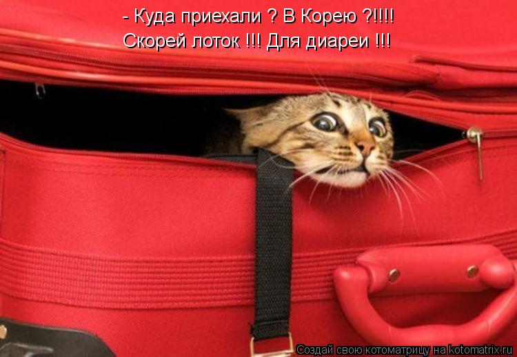 - Куда приехали ? В Корею ?!!!! Скорей лоток !!! Для диареи !!!... Котоматрица: - Куда приехали ? В Корею ?!!!! Скорей лоток !!! Для диареи !!!