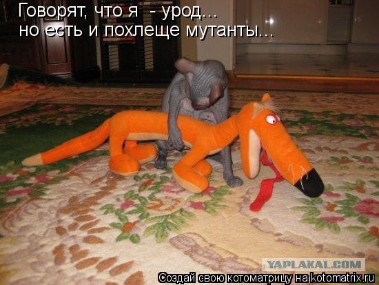 Говорят, что я - урод... но есть и похлеще мутанты...... Котоматрица: Говорят, что я - урод... но есть и похлеще мутанты...