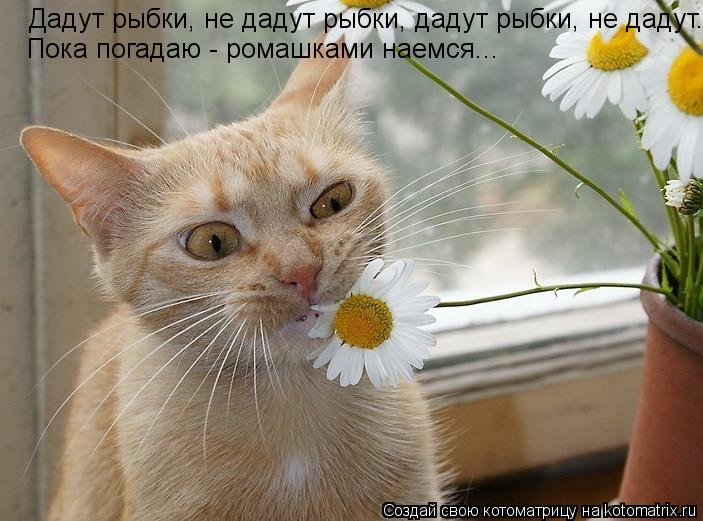 Дадут рыбки, не дадут рыбки, дадут рыбки, не дадут... Пока погадаю - ромашками наемся...... Котоматрица: Дадут рыбки, не дадут рыбки, дадут рыбки, не дадут... Пока погадаю - ромашками наемся...