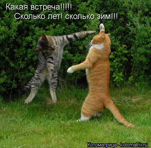 Какая встреча!!!!! Сколько лет! сколько зим!!!... Котоматрица: Какая встреча!!!!! Сколько лет! сколько зим!!!