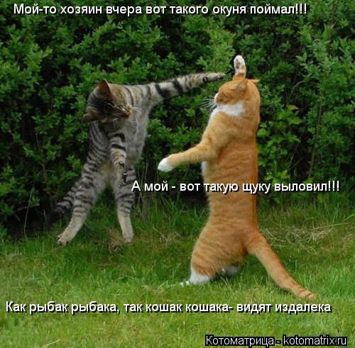 Мой-то хозяин вчера вот такого окуня поймал!!! А мой - вот такую щуку выловил!!! Как рыбак рыбака, та... Котоматрица: Мой-то хозяин вчера вот такого окуня поймал!!! А мой - вот такую щуку выловил!!! Как рыбак рыбака, так кошак кошака- видят издалека