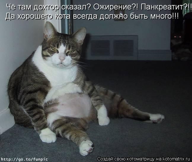 Чё там дохтор сказал? Ожирение?! Панкреатит?!! Да хорошего кота всегда должно быть много!!!... Котоматрица: Чё там дохтор сказал? Ожирение?! Панкреатит?!! Да хорошего кота всегда должно быть много!!!