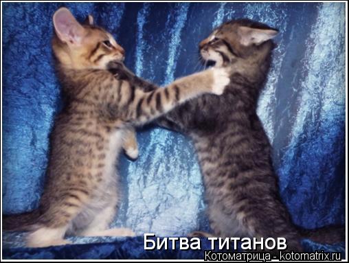 Битва титанов... Котоматрица: Битва титанов