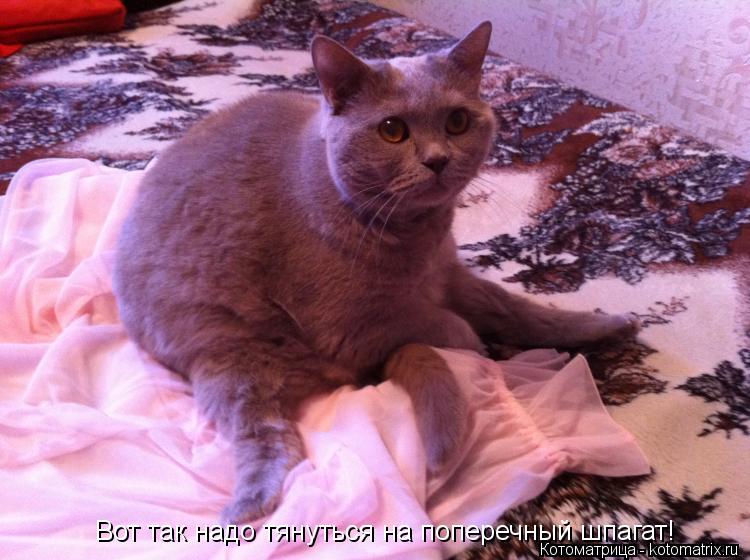 Вот так надо тянуться на поперечный шпагат!... Котоматрица: Вот так надо тянуться на поперечный шпагат!
