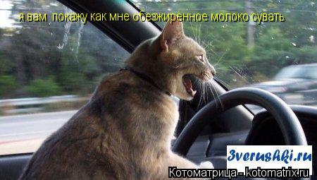 я вам покажу как мне обезжиренное молоко сувать... Котоматрица: я вам покажу как мне обезжиренное молоко сувать