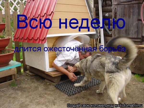 Всю неделю длится ожесточённая борьба за житьё под крышой! за житьё под крышой! за житьё под крышой!... Котоматрица: Всю неделю длится ожесточённая борьба за житьё под крышой! за житьё под крышой! за житьё под крышой!