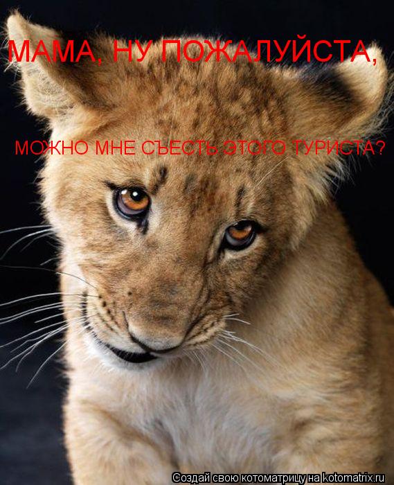 МАМА, НУ ПОЖАЛУЙСТА, МОЖНО МНЕ СЪЕСТЬ ЭТОГО ТУРИСТА?... Котоматрица: МАМА, НУ ПОЖАЛУЙСТА, МОЖНО МНЕ СЪЕСТЬ ЭТОГО ТУРИСТА?