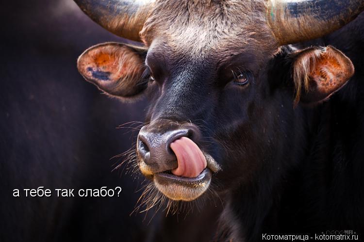 а тебе так слабо?... Котоматрица: а тебе так слабо?