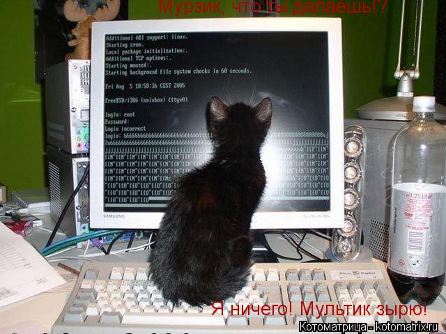 Мурзик, что ты делаешь!? Я ничего! Мультик зырю!... Котоматрица: Мурзик, что ты делаешь!? Я ничего! Мультик зырю!
