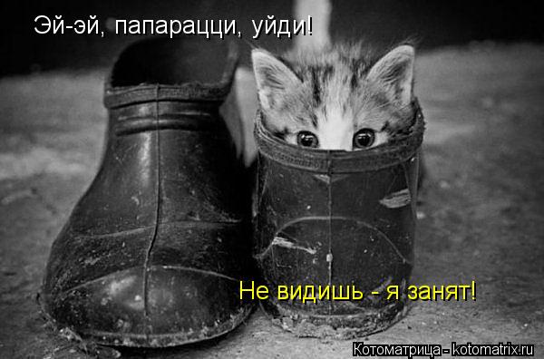 Эй-эй, папарацци, уйди! Не видишь - я занят!... Котоматрица: Эй-эй, папарацци, уйди! Не видишь - я занят!