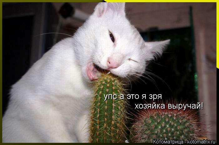 упс а это я зря хозяйка выручай!... Котоматрица: упс а это я зря хозяйка выручай!