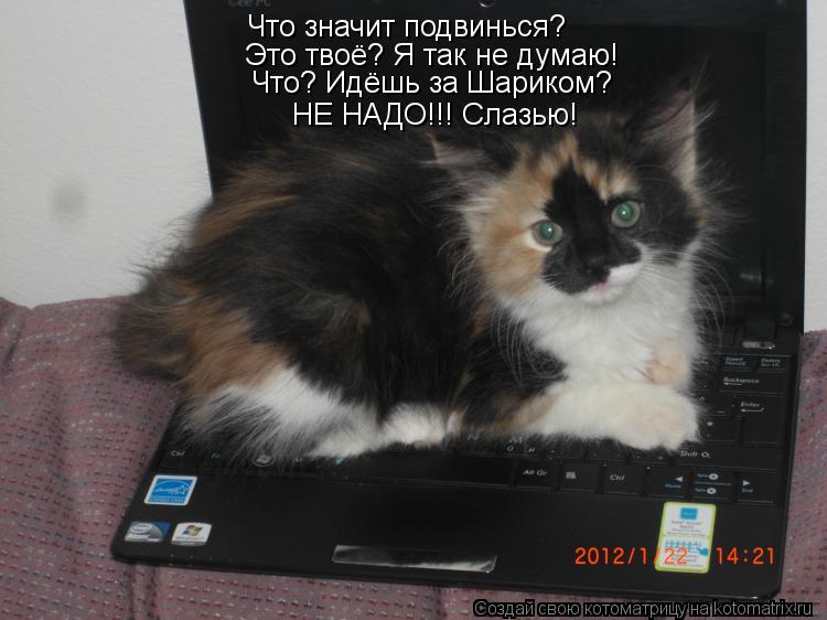 Что значит подвинься? Это твоё? Я так не думаю! Что? Идёшь за Шариком? НЕ НАДО!!! Слазью!... Котоматрица: Что значит подвинься? Это твоё? Я так не думаю! Что? Идёшь за Шариком? НЕ НАДО!!! Слазью!