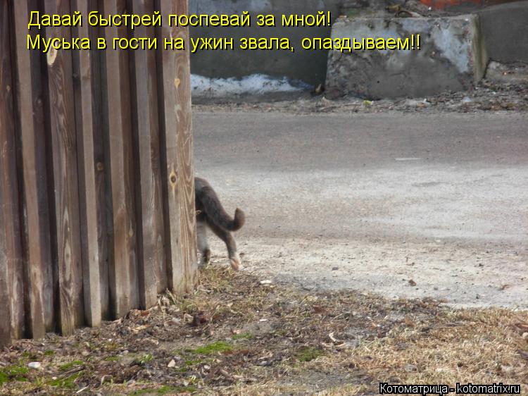 Давай быстрей поспевай за мной! Муська в гости на ужин звала, опаздываем!!... Котоматрица: Давай быстрей поспевай за мной! Муська в гости на ужин звала, опаздываем!!