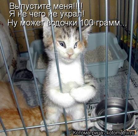 Выпустите меня!!!! Я не чего не украл! Ну может водочки 100 грамм...... Котоматрица: Выпустите меня!!!! Я не чего не украл! Ну может водочки 100 грамм...