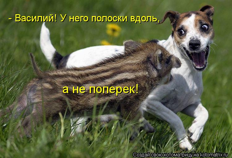 - Василий! У него полоски вдоль, а не поперек!... Котоматрица: - Василий! У него полоски вдоль, а не поперек!