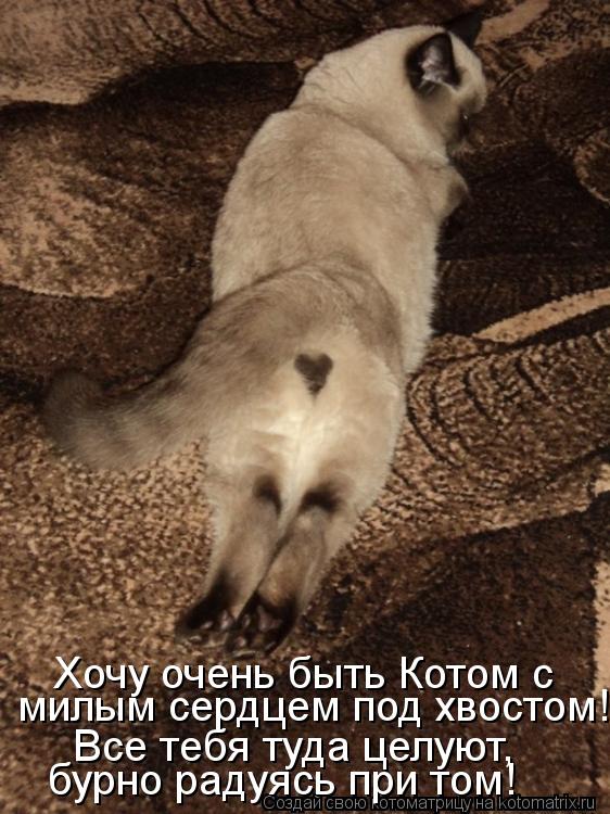 Хочу очень быть Котом с милым сердцем под хвостом! Все тебя туда целуют, бурно радуясь при том!... Котоматрица: Хочу очень быть Котом с милым сердцем под хвостом! Все тебя туда целуют, бурно радуясь при том!