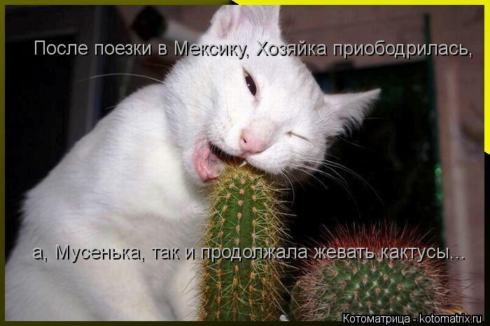 После поезки в Мексику, Хозяйка приободрилась, а, Мусенька, так и продолжала жевать кактусы...... Котоматрица: После поезки в Мексику, Хозяйка приободрилась, а, Мусенька, так и продолжала жевать кактусы...