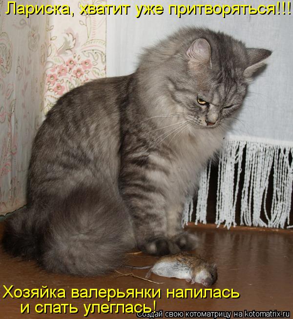 Лариска, хватит уже притворяться!!! и спать улеглась! Хозяйка валерьянки напилась... Котоматрица: Лариска, хватит уже притворяться!!! и спать улеглась! Хозяйка валерьянки напилась
