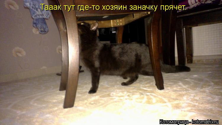 Тааак тут где-то хозяин заначку прячет.... Котоматрица: Тааак тут где-то хозяин заначку прячет.
