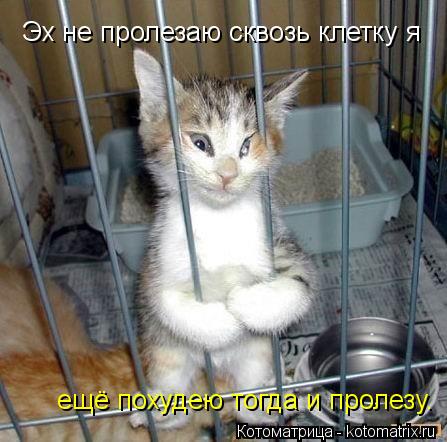 Эх не пролезаю сквозь клетку я ещё похудею тогда и пролезу.... Котоматрица: Эх не пролезаю сквозь клетку я ещё похудею тогда и пролезу.
