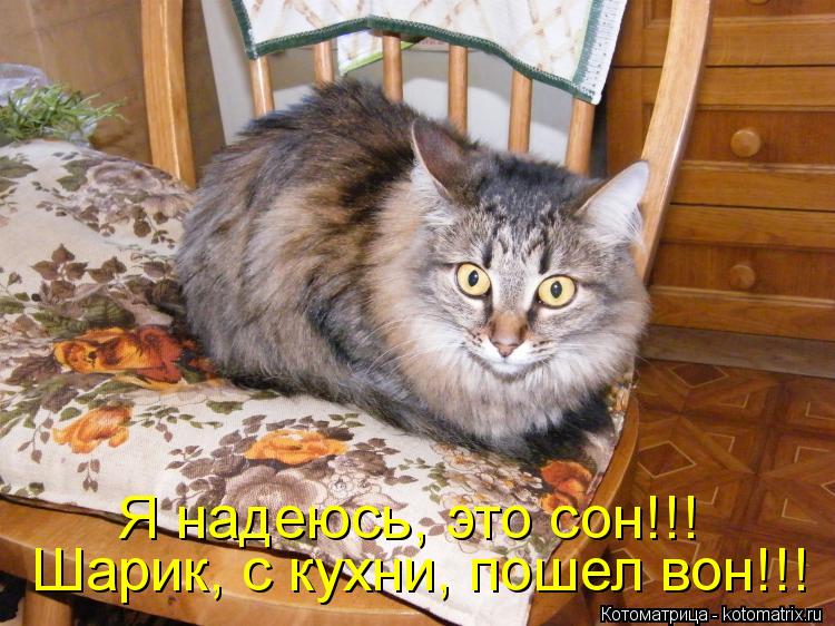 Шарик, с кухни, пошел вон!!! Я надеюсь, это сон!!!... Котоматрица: Шарик, с кухни, пошел вон!!! Я надеюсь, это сон!!!