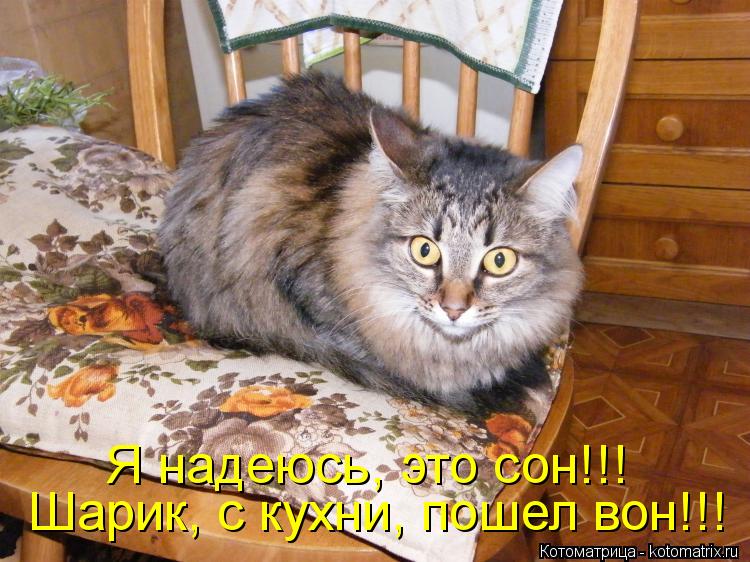 Котоматрица: Шарик, с кухни, пошел вон!!! Я надеюсь, это сон!!!