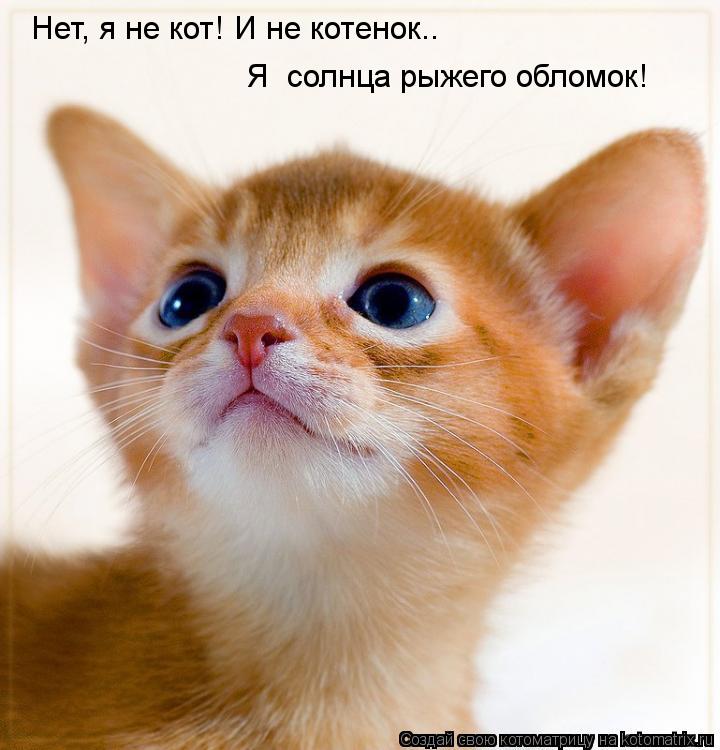 Нет, я не кот! И не котенок.. Я солнца рыжего обломок!... Котоматрица: Нет, я не кот! И не котенок.. Я солнца рыжего обломок!