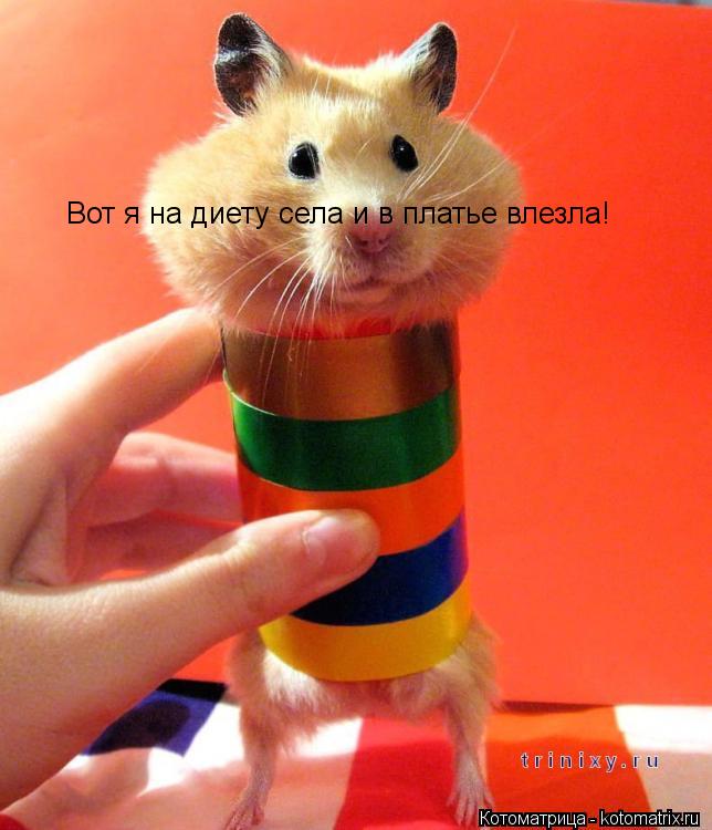 Вот я на диету села и в платье влезла!... Котоматрица: Вот я на диету села и в платье влезла!