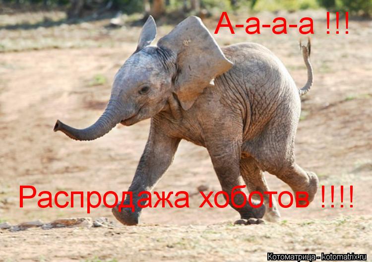 А-а-а-а !!! А-а-а-а !!! Распродажа хоботов !!!!... Котоматрица: А-а-а-а !!! А-а-а-а !!! Распродажа хоботов !!!!