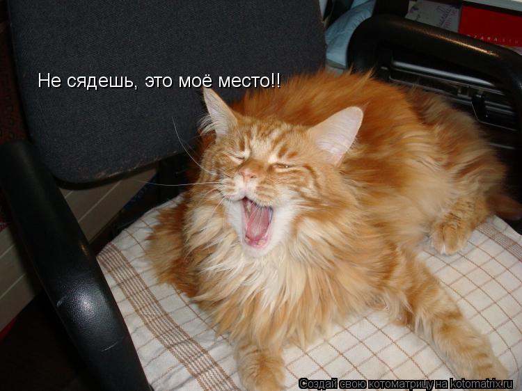 Не сядешь, это моё место!!... Котоматрица: Не сядешь, это моё место!!