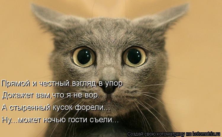 Прямой и честный взгляд в упор Докажет вам,что я не вор. А стыренный кусок форели... Ну...может ночью... Котоматрица: Прямой и честный взгляд в упор Докажет вам,что я не вор. А стыренный кусок форели... Ну...может ночью гости съели...
