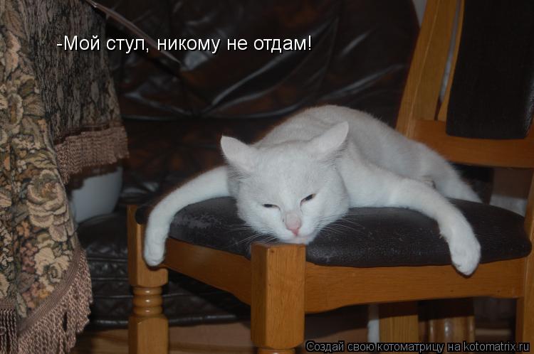 -Мой стул, никому не отдам!... Котоматрица: -Мой стул, никому не отдам!
