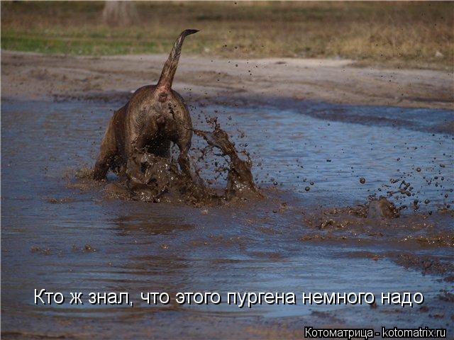 Кто ж знал, что этого пургена немного надо... Котоматрица: Кто ж знал, что этого пургена немного надо