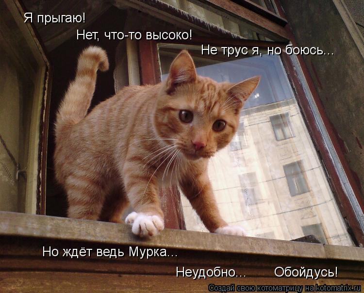 Я прыгаю! Нет, что-то высоко! Но ждёт ведь Мурка... Не трус я, но боюсь... Неудобно... Обойдусь... Котоматрица: Я прыгаю! Нет, что-то высоко! Но ждёт ведь Мурка... Не трус я, но боюсь... Неудобно... Обойдусь!