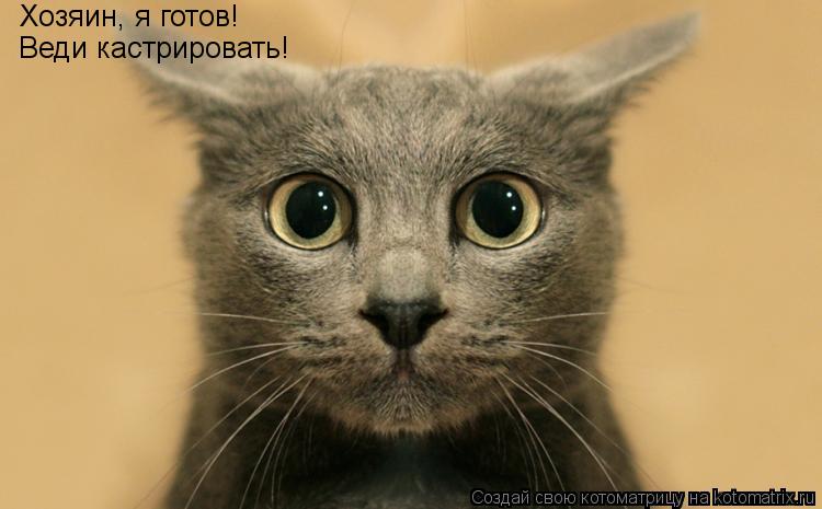Хозяин, я готов! Веди кастрировать!... Котоматрица: Хозяин, я готов! Веди кастрировать!