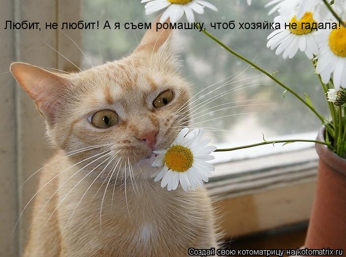 Любит, не любит! А я съем ромашку, чтоб хозяйка не гадала!... Котоматрица: Любит, не любит! А я съем ромашку, чтоб хозяйка не гадала!