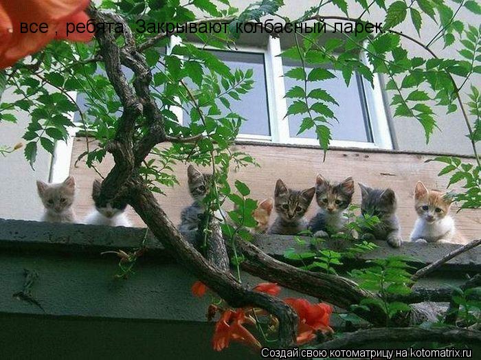 все , ребята. Закрывают колбасный ларек....... Котоматрица: все , ребята. Закрывают колбасный ларек....