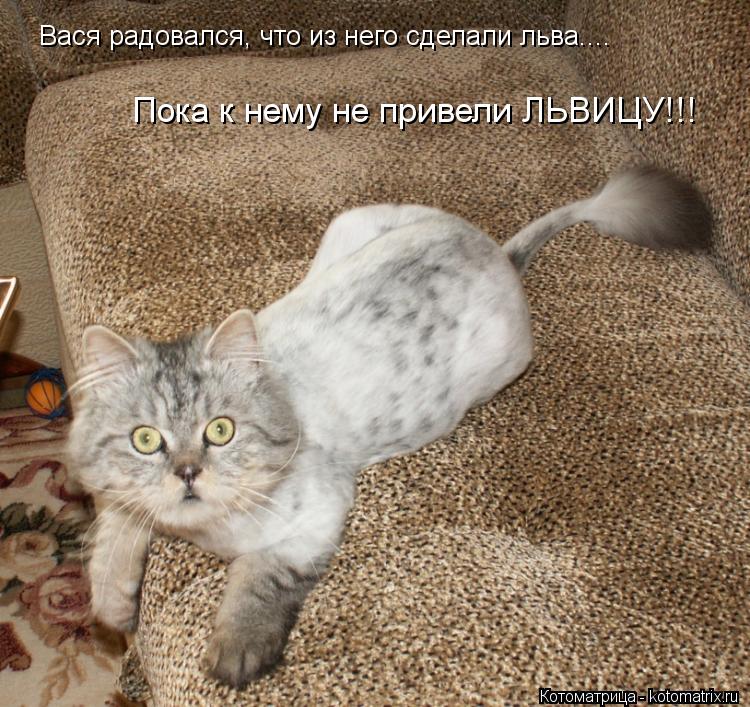 Вася радовался, что из него сделали льва.... Пока к нему не привели ЛЬВИЦУ!!!... Котоматрица: Вася радовался, что из него сделали льва.... Пока к нему не привели ЛЬВИЦУ!!!
