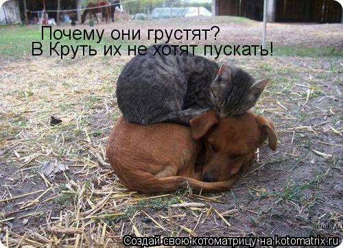 Почему они грустят? В Круть их не хотят пускать!... Котоматрица: Почему они грустят? В Круть их не хотят пускать!