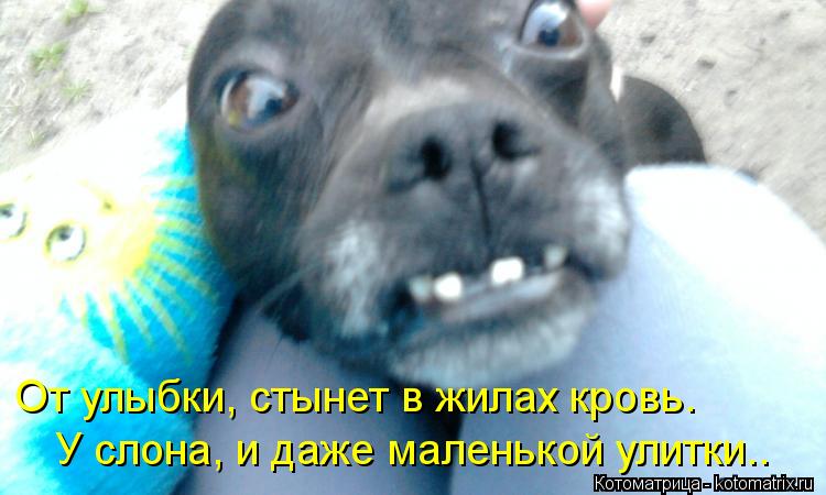 От улыбки, стынет в жилах кровь. У слона, и даже маленькой улитки..... Котоматрица: От улыбки, стынет в жилах кровь. У слона, и даже маленькой улитки..