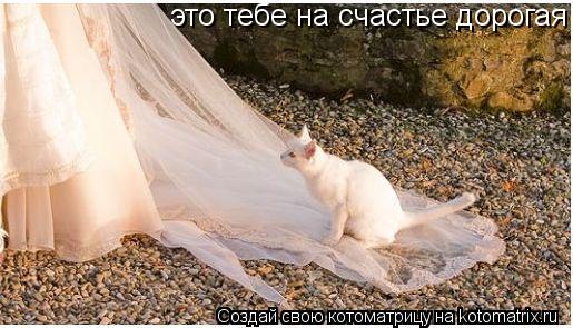 это тебе на счастье дорогая... Котоматрица: это тебе на счастье дорогая