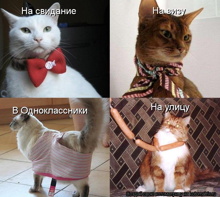 На визу В Одноклассники На улицу На свидание... Котоматрица: На визу В Одноклассники На улицу На свидание
